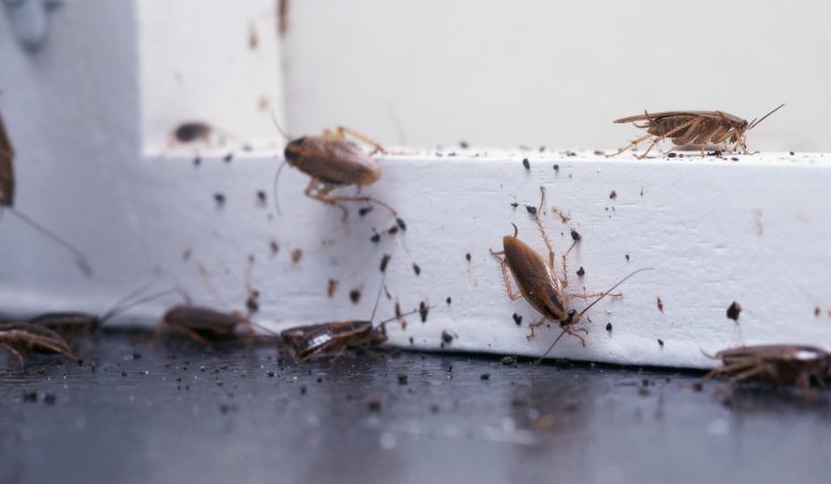 declutter junk to avoid pest infestations